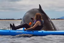 Video: Cá voi sát thủ khổng lồ đè “bẹp dí” cả người lẫn thuyền 