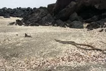 Kỳ nhông may mắn thoát chết trước sự truy đuổi của bầy rắn