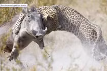 Video: Pha giết lợn bướu siêu tốc của báo hoa mai 