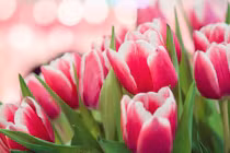 Tháng “củ mật”, 3 con giáp đón lộc lá tứ phương, hốt vàng hốt bạc