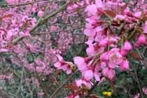 Sắc hồng rực rỡ nơi cao nguyên đá Đồng Văn vào dịp Tết Nguyên đán