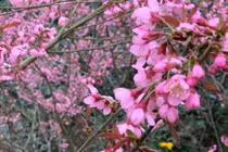 Sắc hồng rực rỡ nơi cao nguyên đá Đồng Văn vào dịp Tết Nguyên đán