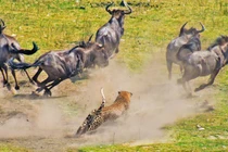 Báo hoa mai “tả xung hữu đột” giữa đàn linh dương đầu bò