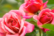 2 tuần tới, 3 con giáp có tài lộc sung túc, phất lên không ngừng