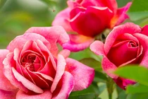 2 tuần tới, 3 con giáp có tài lộc sung túc, phất lên không ngừng