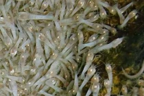 Loài tôm không mắt kỳ quái, sống khỏe trong miệng núi lửa