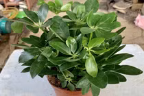 Nhà có 3 cây cảnh này, lộc tứ phương tụ về