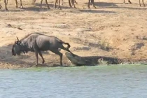 Video: Hà mã cứu linh dương đầu bò thoát khỏi hàm cá sấu