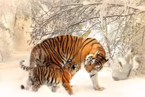 Top 3 con giáp là 'mẹ cực phẩm' sinh con tài giỏi và hiếu thảo