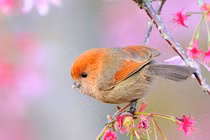 Sinh tháng Âm lịch này sự nghiệp hết trầm rồi thăng, đời biến động 