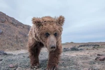 Loài thú quý hiếm nhất hành tinh, chỉ sống ở sa mạc khắc nghiệt