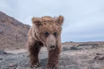 Loài thú quý hiếm nhất hành tinh, chỉ sống ở sa mạc khắc nghiệt