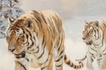 Top 5 con giáp giàu lên theo từng năm cuối đời giàu nứt vách