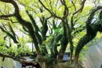 Loài cây hiếm nhất trên thế giới, được bảo vệ nghiêm ngặt 24/24 