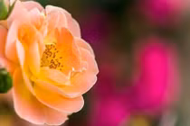 Người sinh vào ngày Âm lịch này, trung niên hưởng phúc