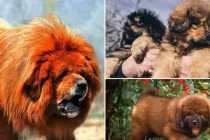 Loài chó đắt bậc nhất hành tinh được mệnh danh ‘chúa tể thảo nguyên’