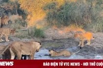 Video: Sư tử lóng ngóng đi săn ngỗng