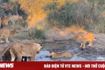 Video: Sư tử lóng ngóng đi săn ngỗng