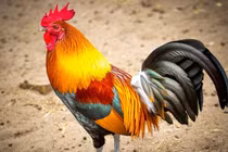 Xếp hạng 3 con giáp đỏ vận nhất năm 2025, ai bá chủ?