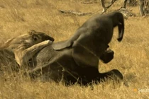 Bị bầy đàn bỏ rơi, voi con xấu số nhận cái kết bi thảm