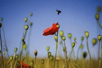 Những bức ảnh thiên nhiên hoang dã ấn tượng nhất tuần