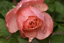 4 ngày sinh Âm lịch đại phú quý, ai sở hữu giàu khó đỡ