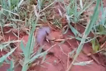 Video: Ngả mũ trước nghị lực sống phi thường của chú cá rô