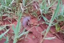 Video: Ngả mũ trước nghị lực sống phi thường của chú cá rô