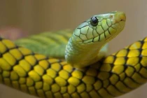 10 ngày tới, 4 con giáp chuyển bại thành thắng, giàu phát hờn