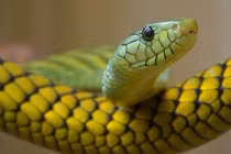 10 ngày tới, 4 con giáp chuyển bại thành thắng, giàu phát hờn