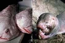 Những loài động vật xấu xí nhất hành tinh: Miễn nhiễm với ung thư