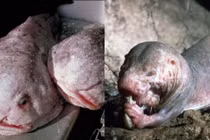 Những loài động vật xấu xí nhất hành tinh: Miễn nhiễm với ung thư