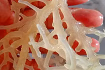 Được coi là “yến sào đại dương”, loại rong có giá nửa triệu đồng/kg