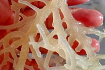 Được coi là “yến sào đại dương”, loại rong có giá nửa triệu đồng/kg