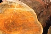 Loại gỗ siêu đắt đỏ, giá cao gấp 8.000 lần gỗ thông thường