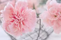 Ai sinh vào 5 ngày Âm này, lộc tài vượng tiến vào tháng 10