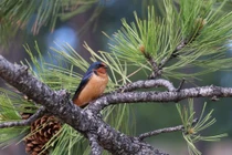 Ai sinh tháng Âm này nửa đời vất vả, tuổi trung niên phúc báo vô tận