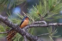 Ai sinh tháng Âm này nửa đời vất vả, tuổi trung niên phúc báo vô tận