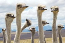 6 loài chim hung hãn và nguy hiểm nhất thế giới 