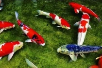 Giấc mơ thấy 4 con vật này: Thần Tài chiếu cố, tài lộc nhảy vọt