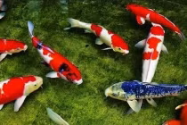 Giấc mơ thấy 4 con vật này: Thần Tài chiếu cố, tài lộc nhảy vọt