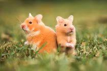 Con giáp gặp rắc rối nhất tháng 8, hung cát đan xen, cần tỉnh táo