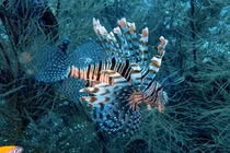 Bất ngờ trước những cách săn mồi kỳ lạ của các loài động vật