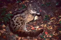 Ngỡ ngàng loài thú nhỏ bé, nhưng khả năng "ân ái" khủng nhất hành tinh