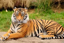 Loài hổ Hoa Nam quý hiếm nhất hành tinh: Loài tuyệt chủng! 