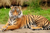 Loài hổ Hoa Nam quý hiếm nhất hành tinh: Loài tuyệt chủng! 
