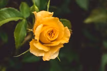 Người sinh vào 5 ngày Âm này có chí làm giàu, trung niên may mắn 