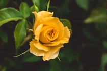 Người sinh vào 5 ngày Âm này có chí làm giàu, trung niên may mắn 