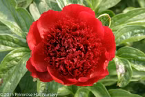 Top 9 hoa 'quốc sắc thiên hương' không thể thiếu dịp Tết Ất Tỵ