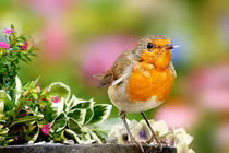 Ai sinh tháng Âm lịch này giỏi kiếm tiền, tương lai viên mãn